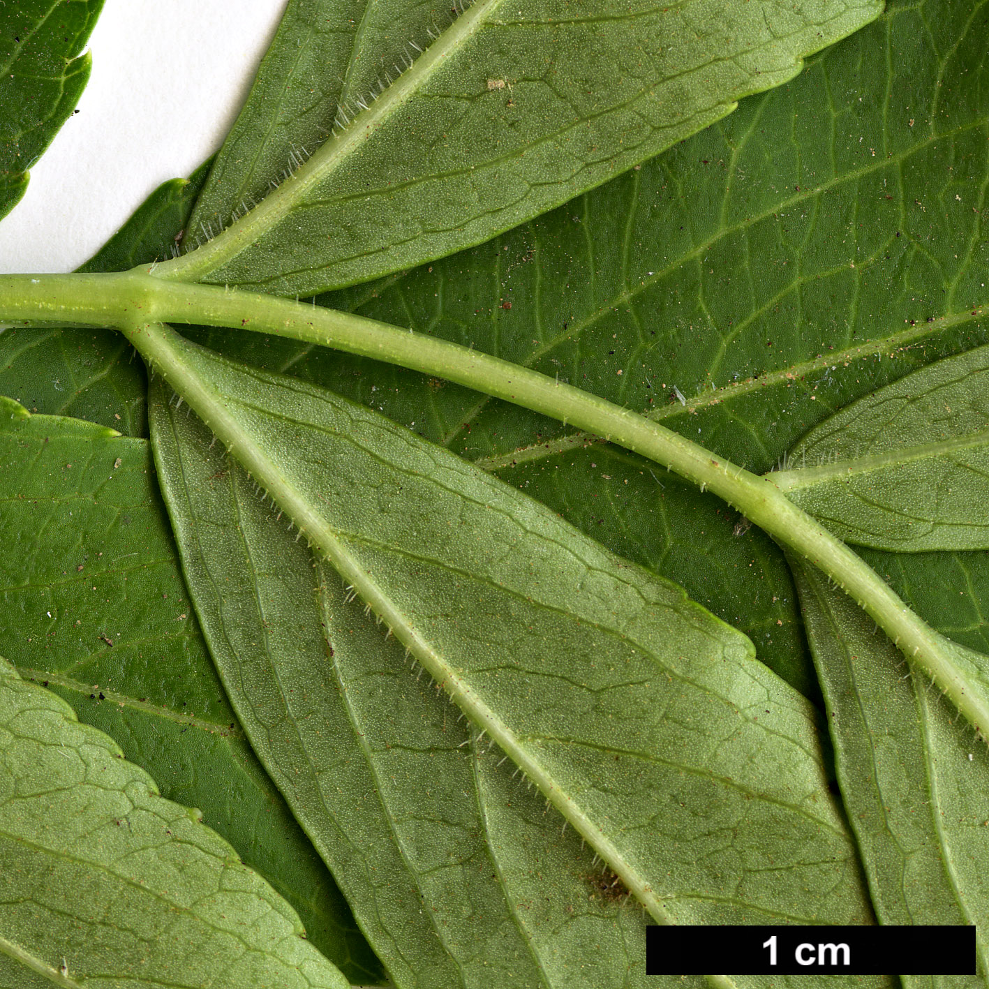 High resolution image: Family: Adoxaceae - Genus: Sambucus - Taxon: nigra - SpeciesSub: subsp. palmensis